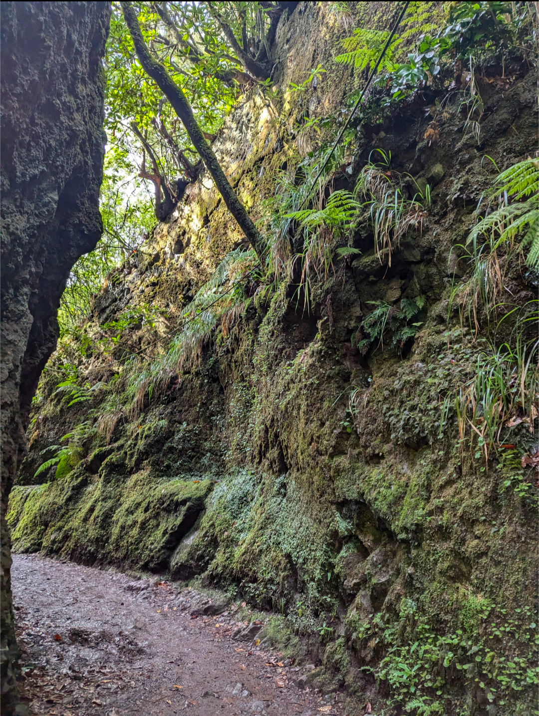 Woodland walk